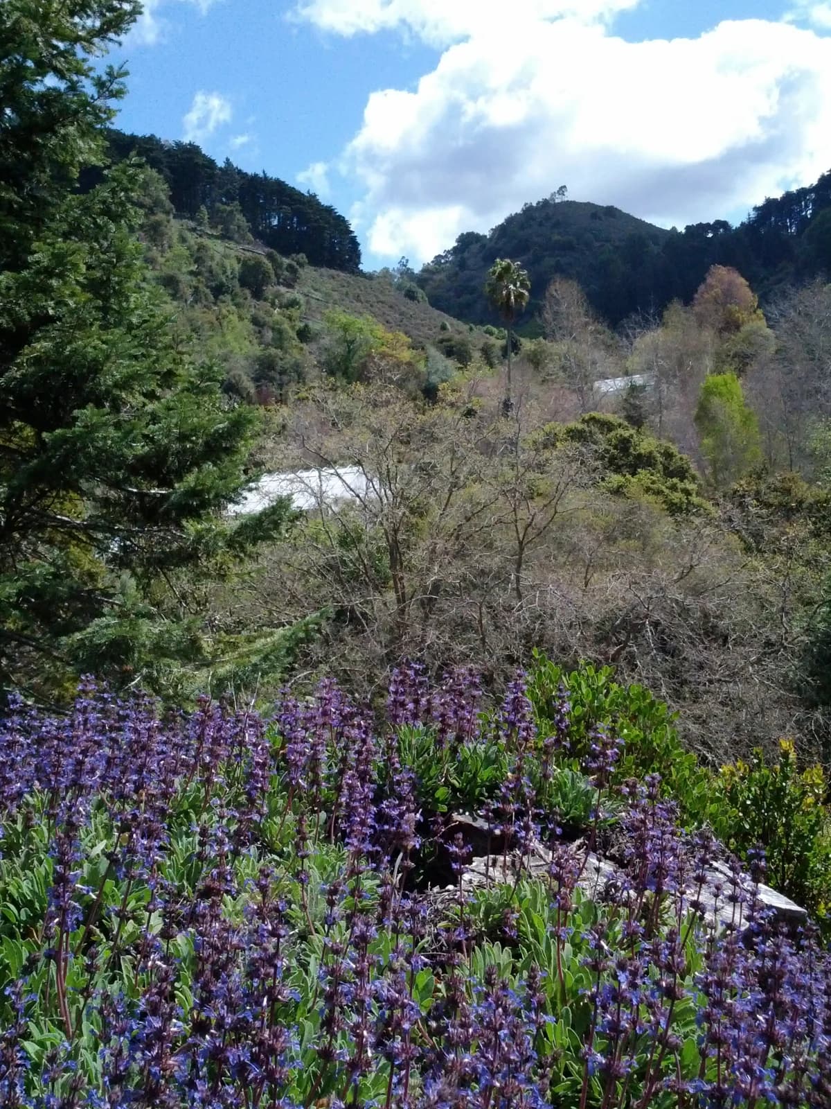 Plantas nativas de flores moradas en una ladera del jardín botánico de UC Berkeley.
