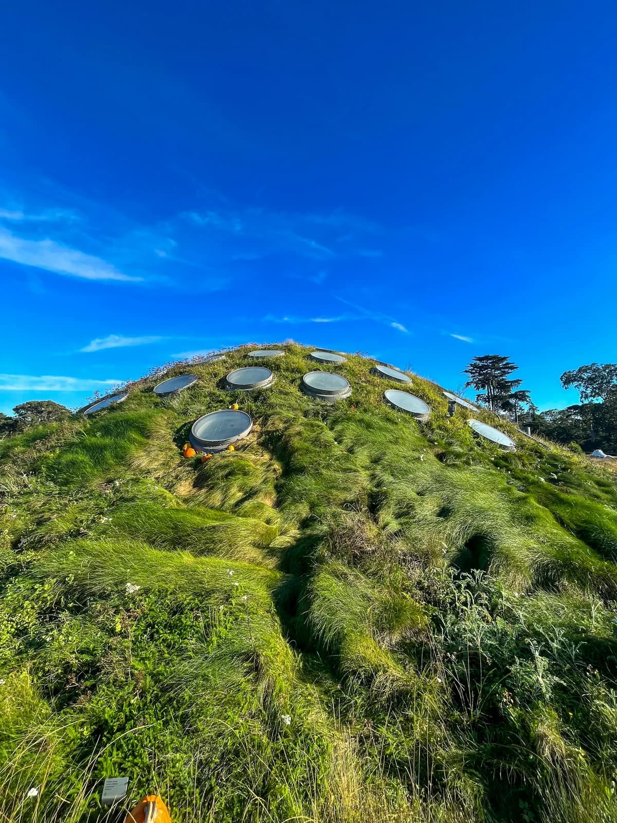 Techo verde de la California Academy of Sciences bajo un cielo azul despejado