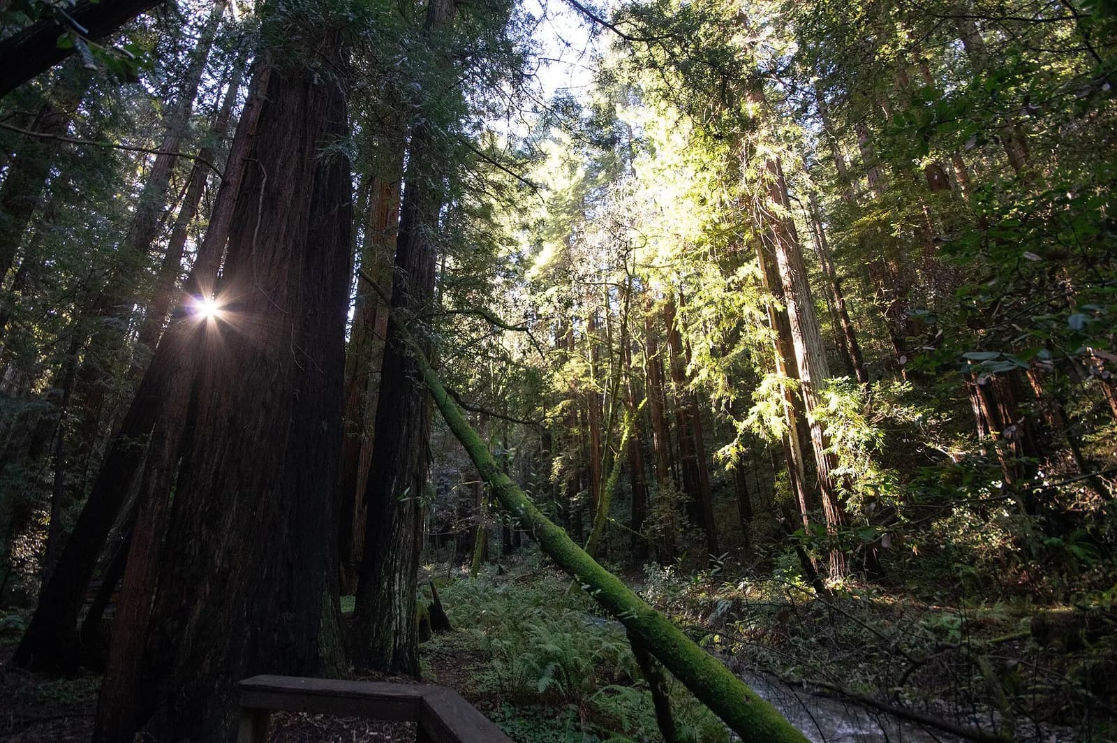 Sunlight filtering between tall coast redwoods in Muir Woods