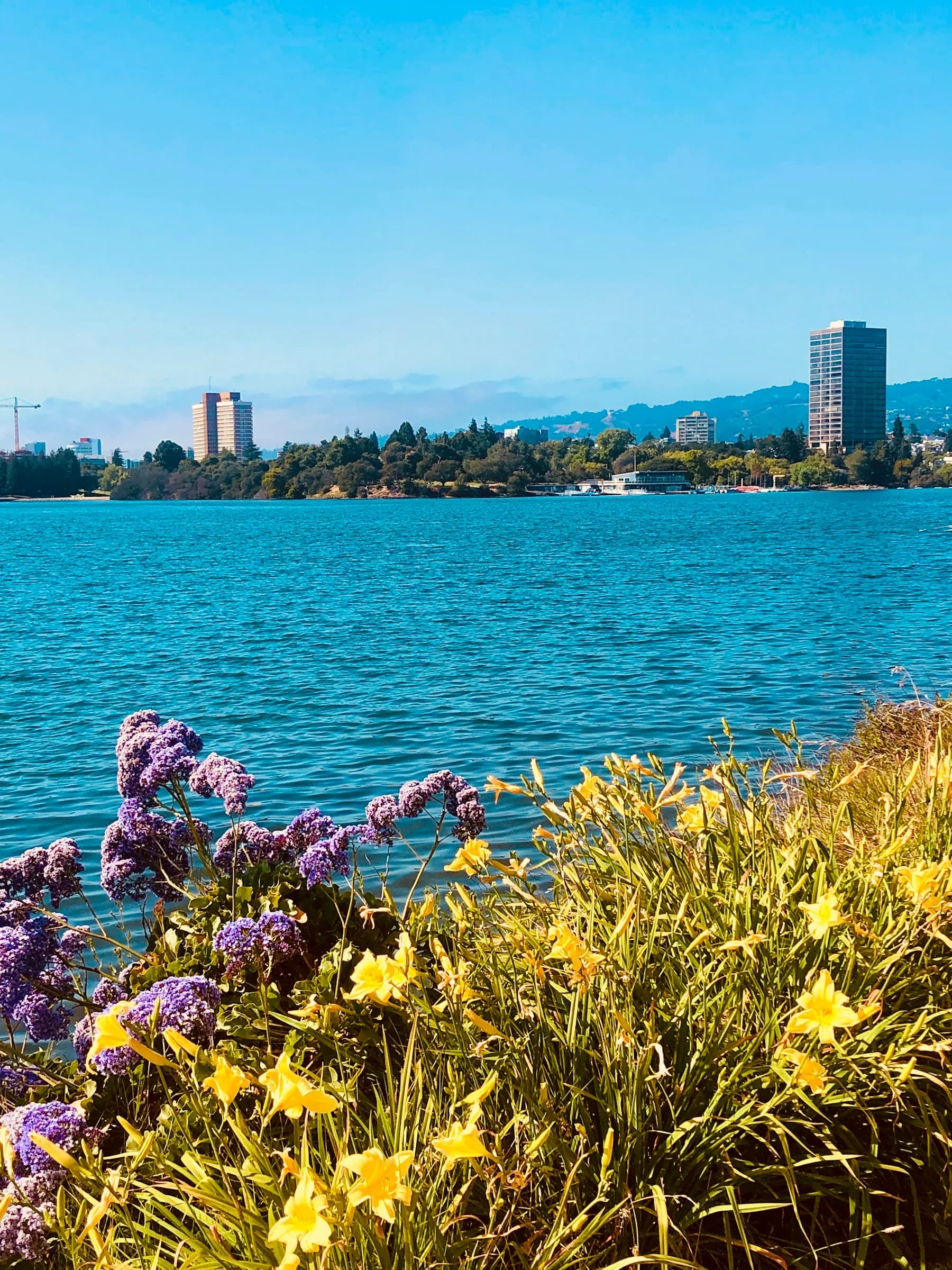 Purple and yellow flowers beside blue Lake Merritt with Oakland buildings across the water