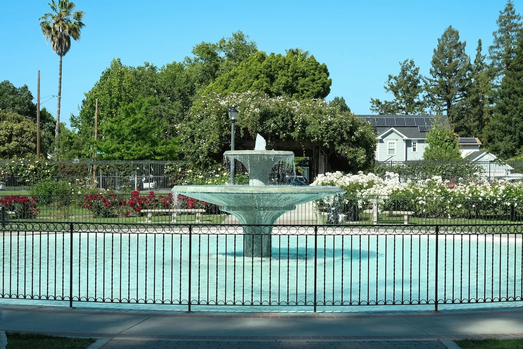 A tiered fountain surrounded by roses, palms and leafy trees in San Jose’s Municipal Rose Garden